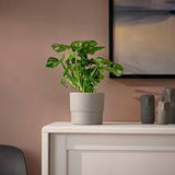 Monstera Obliqua - 30-35 cm
