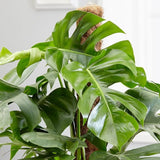 Monstera Pertusum cu suport - 120 cm