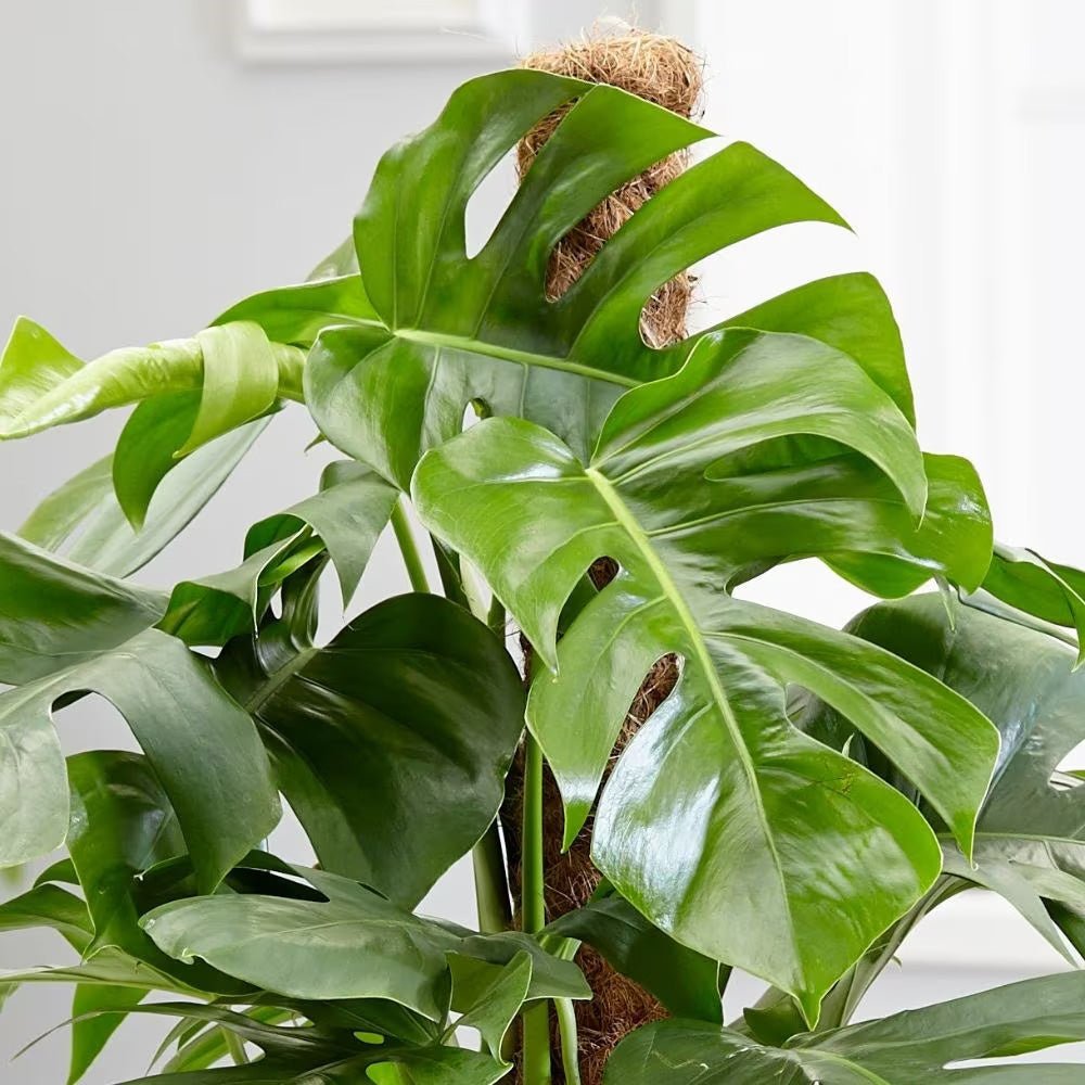 Стайна Monstera Pertusum, 130 см, с кокосов стълб, големи тропически листа, лесна за отглеждане