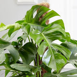 Стайна Monstera Pertusum, 130 см, с кокосов стълб, големи тропически листа, лесна за отглеждане