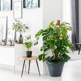 Стайна Monstera Pertusum, 130 см, с кокосов стълб, големи тропически листа, лесна за отглеждане