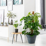 Monstera Pertusum cu suport - 120 cm