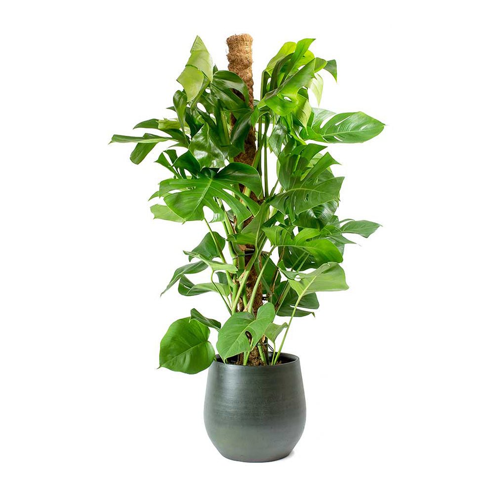 Стайна Monstera Pertusum, 130 см, с кокосов стълб, големи тропически листа, лесна за отглеждане