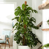Стайна Monstera Pertusum, 130 см, с кокосов стълб, големи тропически листа, лесна за отглеждане