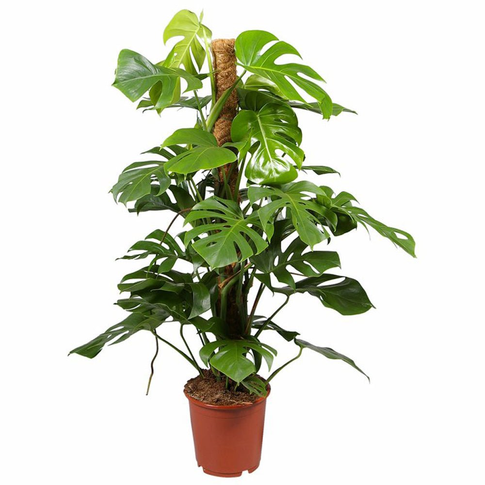 Стайна Monstera Pertusum, 130 см, с кокосов стълб, големи тропически листа, лесна за отглеждане