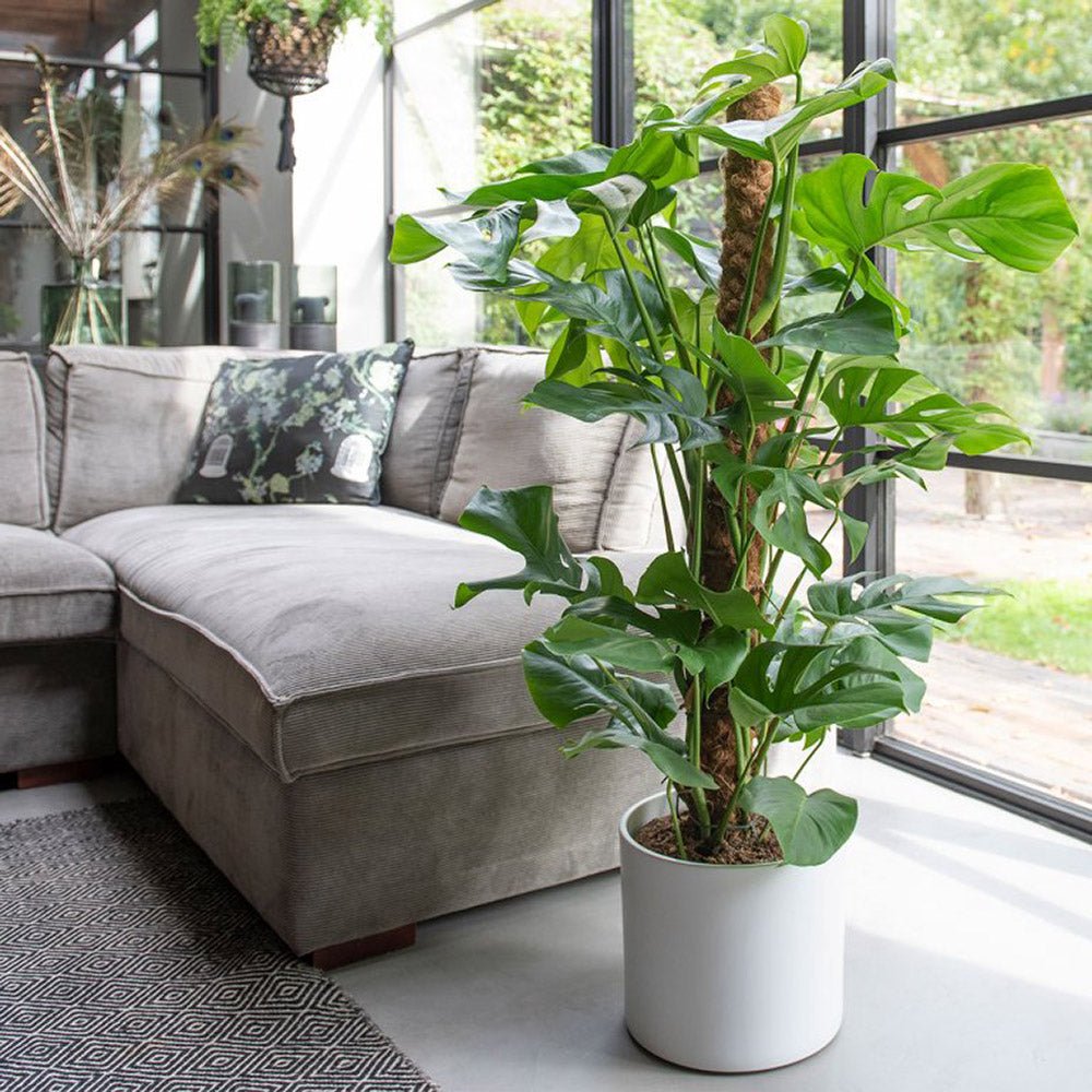 Стайна Monstera Pertusum, 130 см, с кокосов стълб, големи тропически листа, лесна за отглеждане