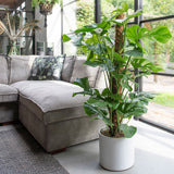 Стайна Monstera Pertusum, 130 см, с кокосов стълб, големи тропически листа, лесна за отглеждане