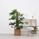 Стайна Monstera Pertusum, 130 см, с кокосов стълб, големи тропически листа, лесна за отглеждане