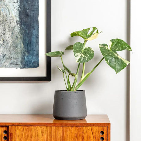 Monstera Deliciosa Thai Constellation, 25 cm, planta de interior rara, variegatie alba marmurata, frunze mari decupate, planta tropicala purificatoare de aer