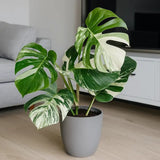 Monstera Deliciosa Thai Constellation, planta de interior rara, variegatie alba marmurata, frunze mari decupate, planta tropicala purificatoare de aer - 55 cm