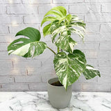 Monstera Deliciosa Thai Constellation, 55 cm, planta de interior rara, variegatie alba marmurata, frunze mari decupate, planta tropicala purificatoare de aer