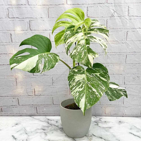 Monstera Deliciosa Thai Constellation, 35 cm, planta de interior rara, variegatie alba marmurata, frunze mari decupate, planta tropicala purificatoare de aer