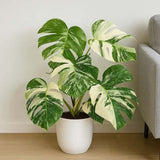 Monstera Deliciosa Thai Constellation, 55 cm, planta de interior rara, variegatie alba marmurata, frunze mari decupate, planta tropicala purificatoare de aer