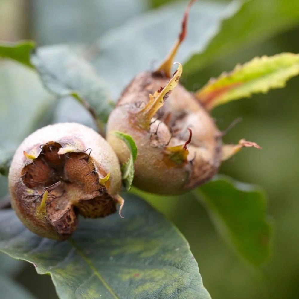 Mosmon (Mespilus germanica), cu fructe dulci-acrisoare