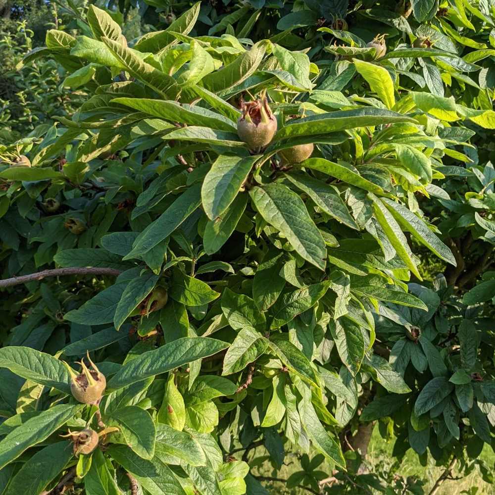Mosmon (Mespilus germanica), cu fructe dulci-acrisoare