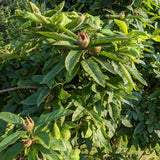 Mosmon (Mespilus germanica), cu fructe dulci-acrisoare