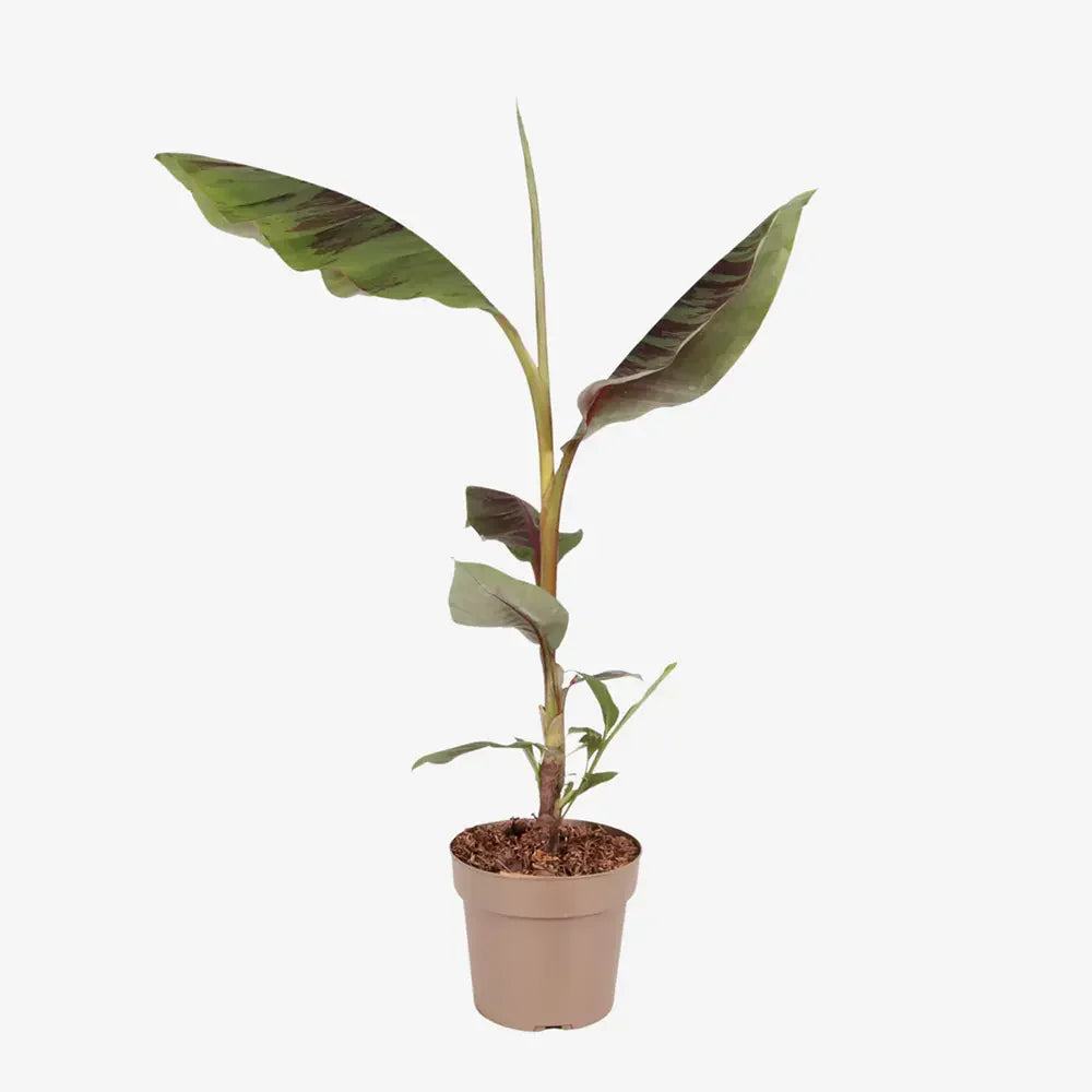 Bananier Ever Red (Musa Ever Red), 70 cm, rezistent la frig, suporta -10°C, ideal gradina sau interior
