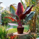Bananier Ever Red (Musa Ever Red), 70 cm, rezistent la frig, suporta -10°C, ideal gradina sau interior