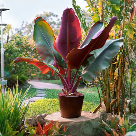 Bananier Ever Red (Musa Ever Red), 70 cm, rezistent la frig, suporta -10°C, ideal gradina sau interior