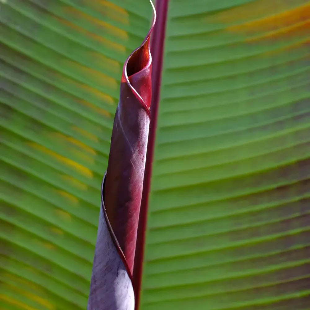Bananier Ever Red (Musa Ever Red), 70 cm, rezistent la frig, suporta -10°C, ideal gradina sau interior