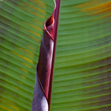 Bananier Ever Red (Musa Ever Red), 70 cm, rezistent la frig, suporta -10°C, ideal gradina sau interior