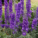 Nemtisor (Delphinium) Aurora Deep Purple - Planta Perena cu Flori Purpuriu Inchis