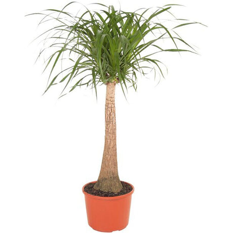 Извита нолина, Слонски крак (Beaucarnea Recurvata) - 85/95 см