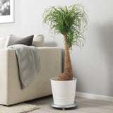 Nolina Recurvata, Picior de Elefant (Beaucarnea Recurvata) - 85/95 cm