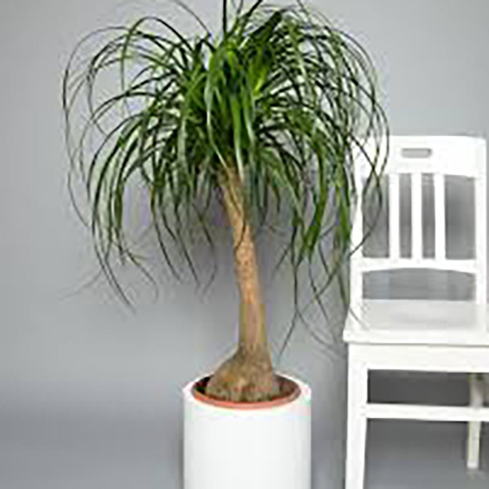 Нолина, Слонско стъпало (Beaucarnea Recurvata), с впечатляващ ствол, екзотично стайно растение, лесно за отглеждане - 60 см