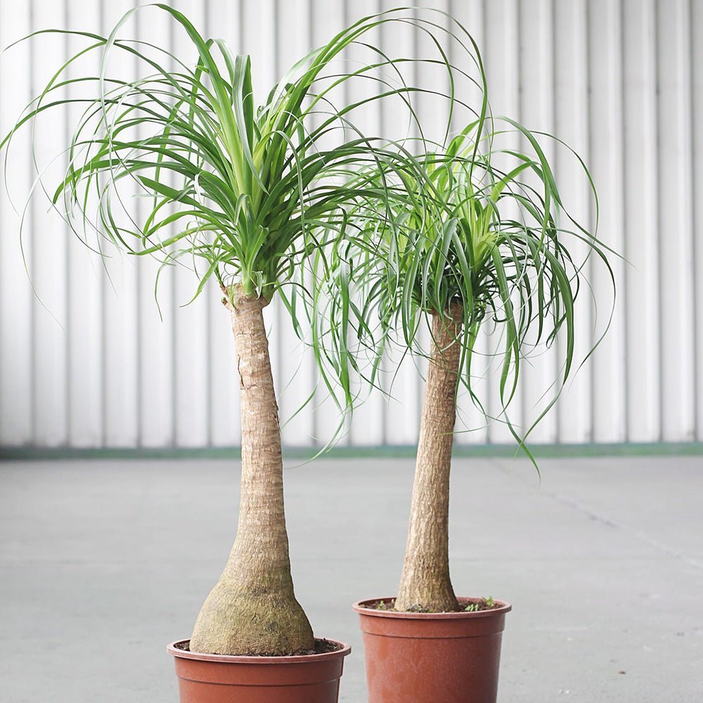 Нолина, Слонско стъпало (Beaucarnea Recurvata), с впечатляващ ствол, екзотично стайно растение, лесно за отглеждане - 60 см