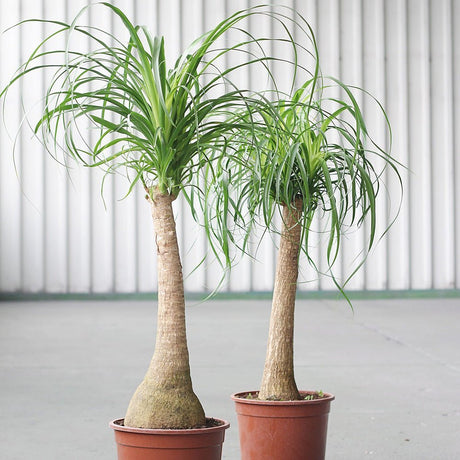 Нолина, Слонско стъпало (Beaucarnea Recurvata), с впечатляващ ствол, екзотично стайно растение, лесно за отглеждане - 60 см