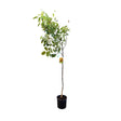 Nuc de Marea Neagra (Juglans Regia), cu gust gulce-amarui - VERDENA-150-175 cm inaltime, livrat in ghiveci de 7.5 l