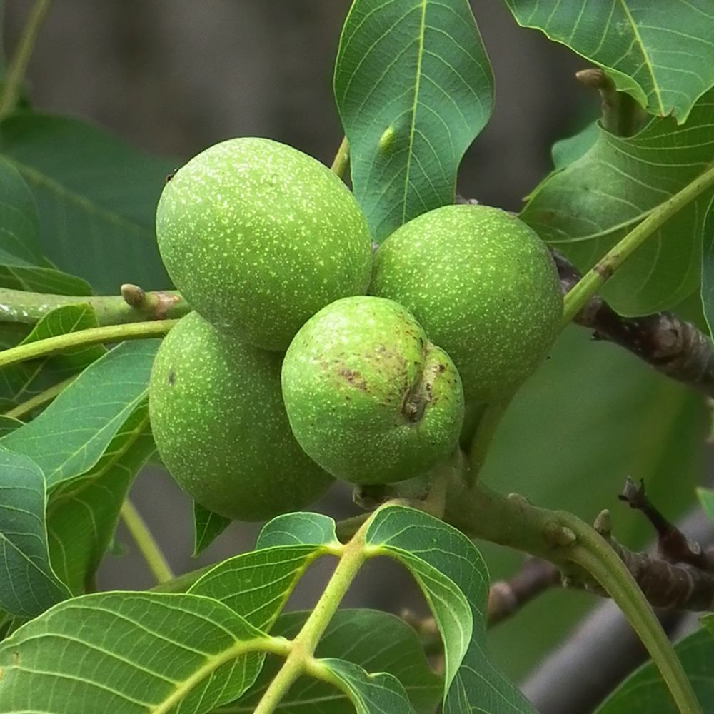 Nuc de Marea Neagra (Juglans Regia), cu gust gulce-amarui - VERDENA-150-175 cm inaltime, livrat in ghiveci de 7.5 l