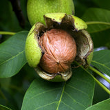 Nuc de Marea Neagra (Juglans Regia), cu gust gulce-amarui - VERDENA-150-175 cm inaltime, livrat in ghiveci de 7.5 l