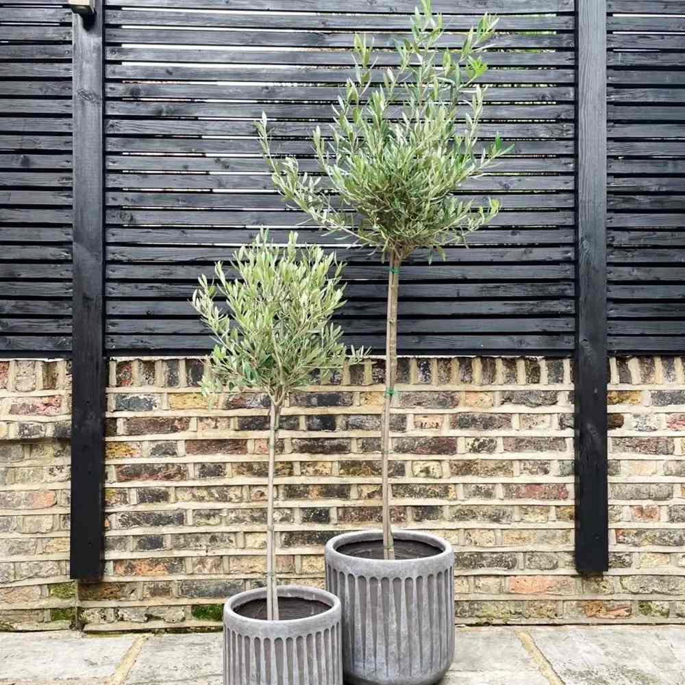 Европейска маслина Arbequina аклиматизирана, зимоустойчива, вечнозелена, плододаваща, лесна за отглеждане, средиземноморски ефект – стъбло 100 см