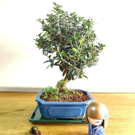 Aranjament Bonsai Maslin (Olea sylvestris), maslin mic, planta de interior, decorativa, mediteraneana in ghiveci