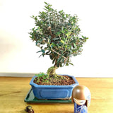 Аранжимент Бонсай Маслина (Olea sylvestris), 35-45 см, малка маслина, стайно декоративно растение, средиземноморско в саксия