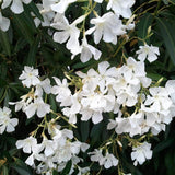 Leandru Nerium Tufa, cu flori albe