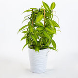 Orhideea de Vanilie (Vanilla Planifolia)