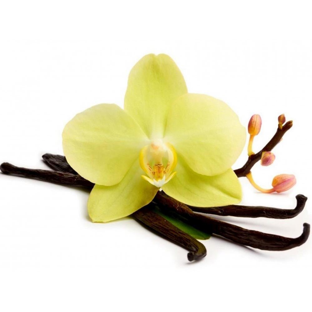 Orhideea de Vanilie (Vanilla Planifolia)