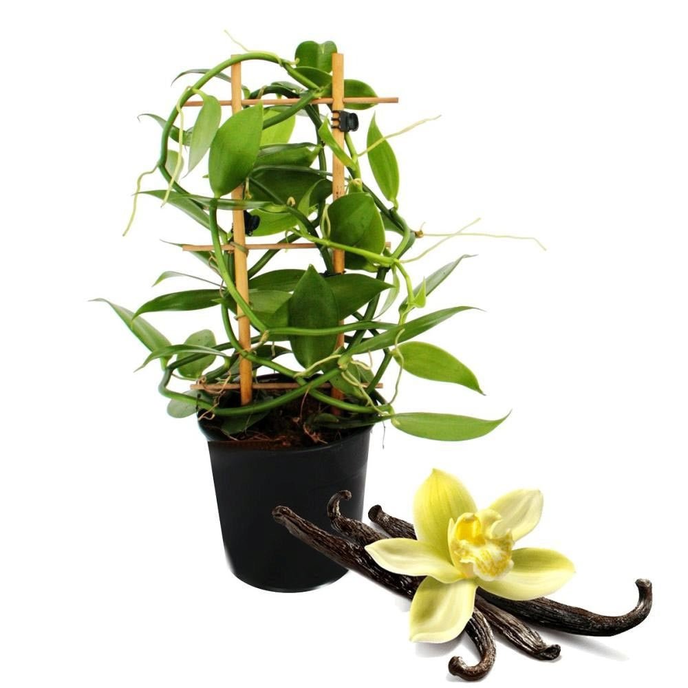 Orhideea de Vanilie (Vanilla Planifolia)