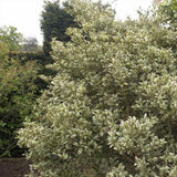 Ilex Fals japonez auriu Osmanthus heterophyllus, arbust vesnic verde cu frunze lucioase variegate auriu-verde si flori albe foarte parfumate de toamna