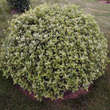 Ilex Fals japonez auriu Osmanthus heterophyllus, arbust vesnic verde cu frunze lucioase variegate auriu-verde si flori albe foarte parfumate de toamna