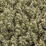 Ilex Fals japonez auriu Osmanthus heterophyllus, arbust vesnic verde cu frunze lucioase variegate auriu-verde si flori albe foarte parfumate de toamna