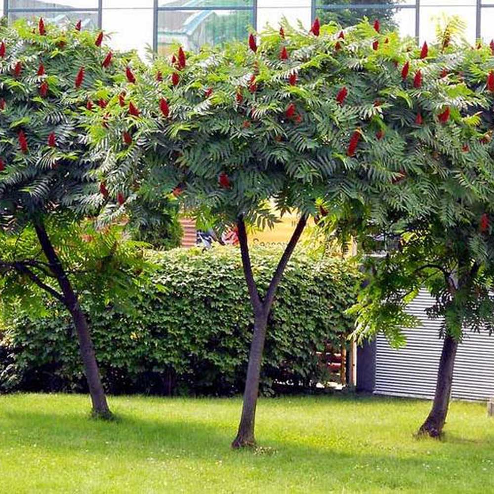 Otetar Rosu Tiger Eyes