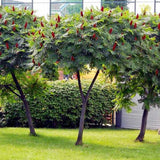 Otetar Rosu Tiger Eyes