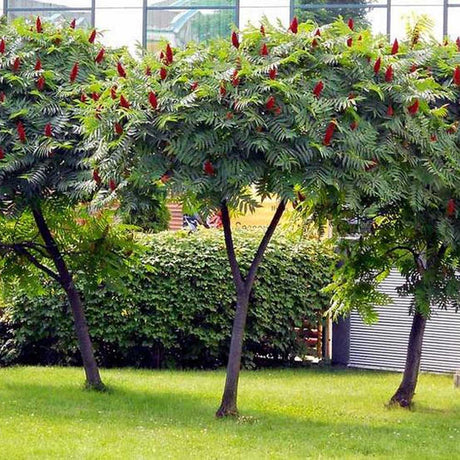 Otetar Rosu Tiger Eyes