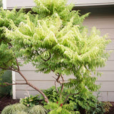 Otetar Rosu Tiger Eyes