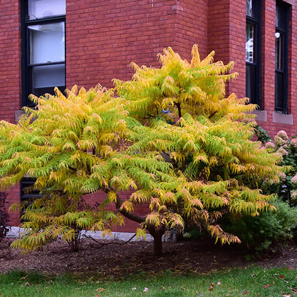 Otetar Rosu Tiger Eyes