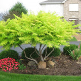 Otetar Rosu Tiger Eyes